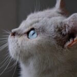 お手伝いにゃんこ